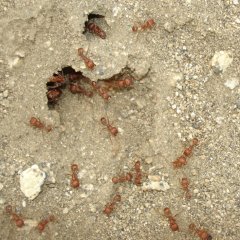 California Harvester ant - Pogonomyrmex californicus